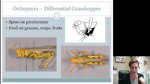 Attēlu rezultāti vaicājumam “Orthoptera”