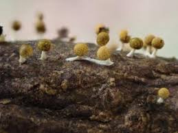 Attēlu rezultāti vaicājumam “Physarum compressum”