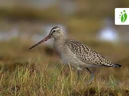 Attēlu rezultāti vaicājumam “Limosa lapponica adult”