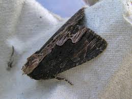 Attēlu rezultāti vaicājumam “Dypterygia scabriuscula”