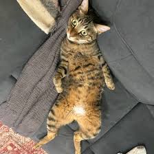 猫次郎o에 대한 이미지 검색결과