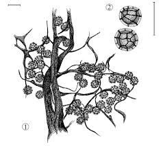 Attēlu rezultāti vaicājumam “Trichia crateriformis spores”
