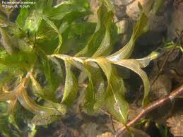 Attēlu rezultāti vaicājumam “Potamogeton praelongus leaf”
