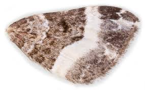 Attēlu rezultāti vaicājumam “Euphyia unangulata”