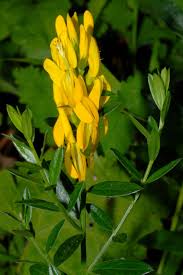 Image result for Genista tinctoria