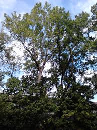 Attēlu rezultāti vaicājumam “Ulmus x hollandica”