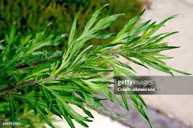 Attēlu rezultāti vaicājumam “Ambrosia artemisiifolia”