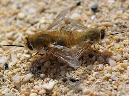 Attēlu rezultāti vaicājumam “Bombyliidae”