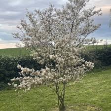Attēlu rezultāti vaicājumam “Amelanchier canadensis”