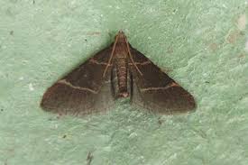 Attēlu rezultāti vaicājumam “Hypsopygia glaucinalis”