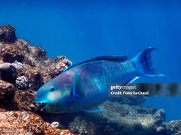 Image result for Chlorurus perspicillatus