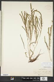 Attēlu rezultāti vaicājumam “Myriophyllum alterniflorum”