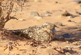 Image result for Caprimulgus aegyptius