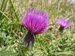 Attēlu rezultāti vaicājumam “Cirsium acaule flower”