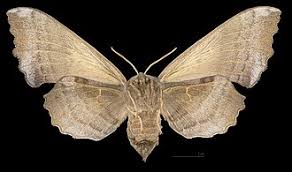 Attēlu rezultāti vaicājumam “Laothoe populi imago”