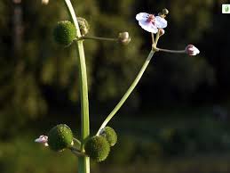 Attēlu rezultāti vaicājumam “Sagittaria sagittifolia fruit”