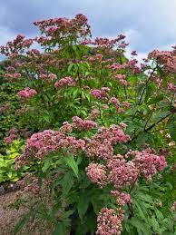 Image result for Eupatorium cannabinum
