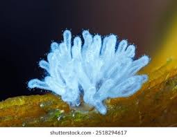 Attēlu rezultāti vaicājumam “Ceratiomyxa fruticulosa macro”