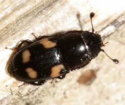 Attēlu rezultāti vaicājumam “Nitidulidae”