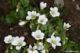 Attēlu rezultāti vaicājumam “Saxifraga cymbalaria”