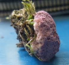 Attēlu rezultāti vaicājumam “Fuligo septica var. flava young”