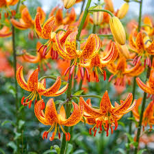 Attēlu rezultāti vaicājumam “Lilium martagon flower”
