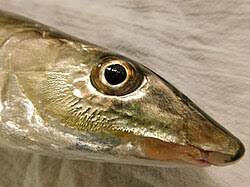 Image result for Albula vulpes