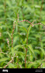 Attēlu rezultāti vaicājumam “Persicaria hydropiper leaf”