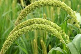 Attēlu rezultāti vaicājumam “Setaria italica”