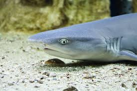 Image result for Triaenodon obesus