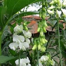 Attēlu rezultāti vaicājumam “Lathyrus latifolius bud”