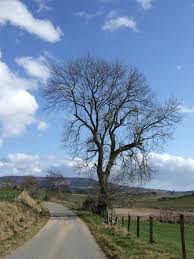 Image result for Torphins Bowling Club