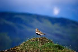 Attēlu rezultāti vaicājumam “Pluvialis apricaria”