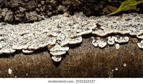 Attēlu rezultāti vaicājumam “Postia rennyi”