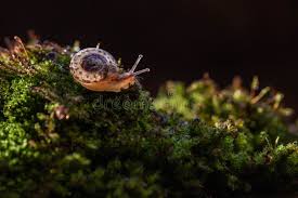 Attēlu rezultāti vaicājumam “Fruticola fruticum”