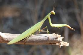 Attēlu rezultāti vaicājumam “Mantis religiosa”
