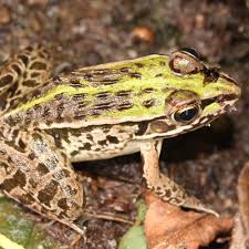 Attēlu rezultāti vaicājumam “Pelophylax juvenile”