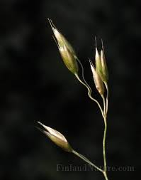 Attēlu rezultāti vaicājumam “Deschampsia flexuosa bud”