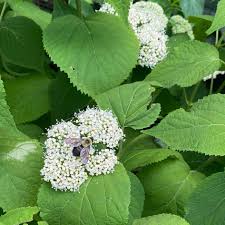 Attēlu rezultāti vaicājumam “Hydrangea arborescens flower”