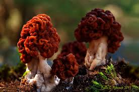 Attēlu rezultāti vaicājumam “Gyromitra esculenta”