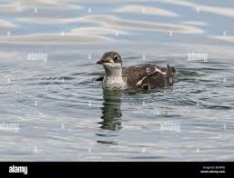 Image result for Brachyramphus perdix