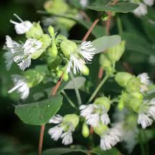 Attēlu rezultāti vaicājumam “Silene chlorantha”