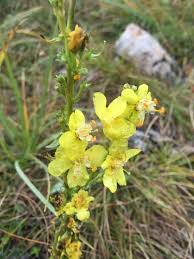 Attēlu rezultāti vaicājumam “Verbascum densiflorum flower”