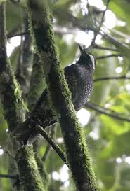 Image result for Zoothera sibirica