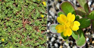 Attēlu rezultāti vaicājumam “Portulaca oleracea leaf”
