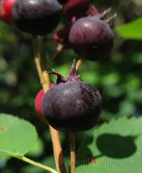 Attēlu rezultāti vaicājumam “Epilobium palustre fruit”