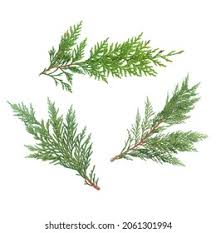 Attēlu rezultāti vaicājumam “Thuja occidentalis leaf”