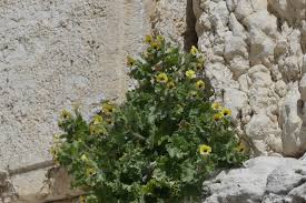 Image result for bilsenkraut