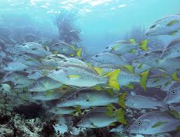 Image result for Lutjanus apodus