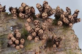 Attēlu rezultāti vaicājumam “Badhamia dubia sessile”